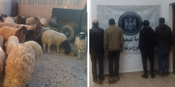 البحث الجنائي درنة يضبط عصابة سرقة أغنام بقيمة 300 ألف دينار