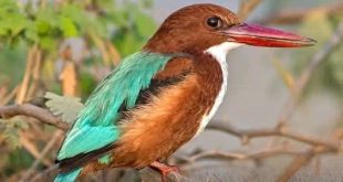 تسجيل أول ظهور لطائر الرفراف أبيض الحنجرة في ليبيا داخل محمية وادي الناقة بدرنة