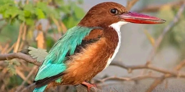 تسجيل أول ظهور لطائر الرفراف أبيض الحنجرة في ليبيا داخل محمية وادي الناقة بدرنة