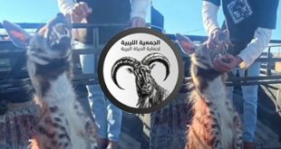 الجمعية الليبية لحماية الحياة البرية تدافع عن الضبع المخطط في أجدابيا