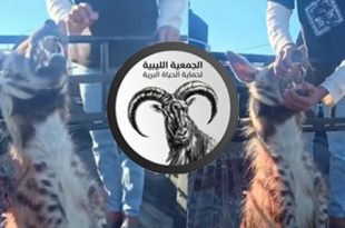 الجمعية الليبية لحماية الحياة البرية تدافع عن الضبع المخطط في أجدابيا