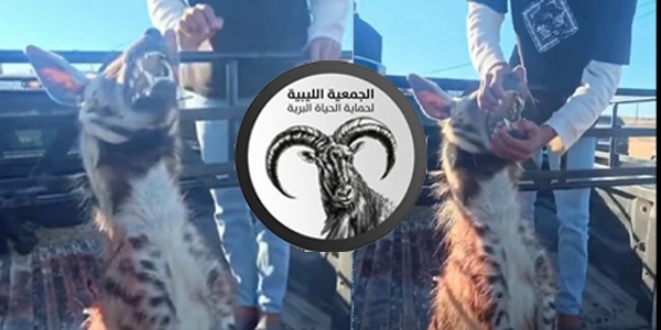 الجمعية الليبية لحماية الحياة البرية تدافع عن الضبع المخطط في أجدابيا