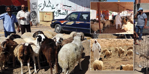 هل تقتل الأسعار المرتفعة فرحة عيد الأضحى ؟