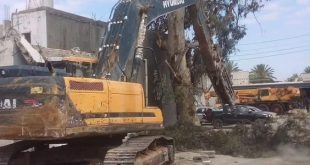 إزالة الأشجار تتكرر قبيل العيد.. تحذيرات بيئية من استنزاف الغطاء النباتي في تاجوراء