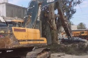 إزالة الأشجار تتكرر قبيل العيد.. تحذيرات بيئية من استنزاف الغطاء النباتي في ليبيا