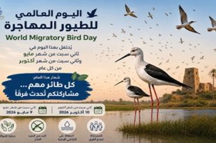 الاحتفاء باليوم العالمي للطيور المهاجرة وحماية مساراتها