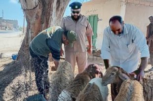 حملة تفتيشية على سوق المواشي بالزاوية الغرب للتأكد من سلامة الأضاحي