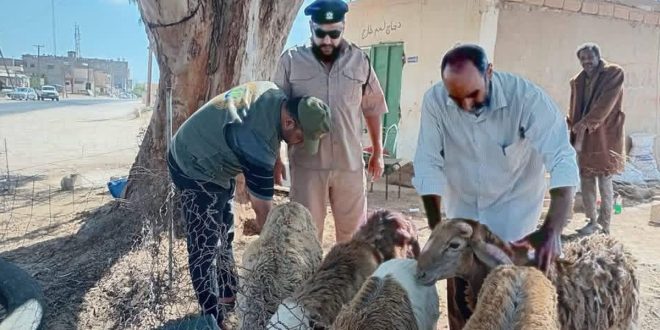 حملة تفتيشية على سوق المواشي بالزاوية الغرب للتأكد من سلامة الأضاحي