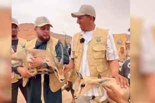 إطلاق حيوانات برية نادرة بمنطقة سد الوشكة في سوكنة