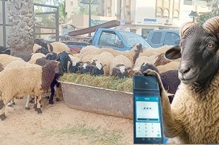 جدل مجتمعي حول سلف أضاحي العيد