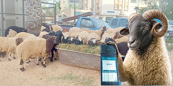 جدل مجتمعي حول سلف أضاحي العيد