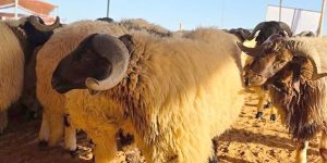 فرض شركات بعينها وتحديد سقف القرض قلل من تأثيره الإيجابي