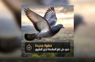دراسة ألمانية تكشف دورًا محتملاً لخلايا الكبد في ملاحة الحمام الزاجل