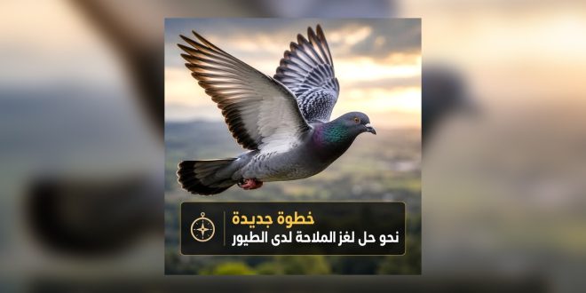 دراسة ألمانية تكشف دورًا محتملاً لخلايا الكبد في ملاحة الحمام الزاجل