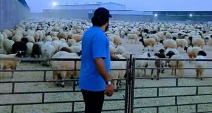 انطلاق حملة لتوزيع أضاحي العيد على العائلات المستهدفة ببلدية ظاهر الجبل