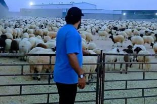 انطلاق حملة لتوزيع أضاحي العيد على العائلات المستهدفة ببلدية ظاهر الجبل