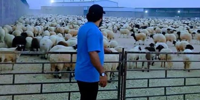 انطلاق حملة لتوزيع أضاحي العيد على العائلات المستهدفة ببلدية ظاهر الجبل