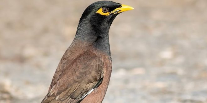 ذو المنقار الأصفر يغزو ليبيا ويهدد الطيور المحلية