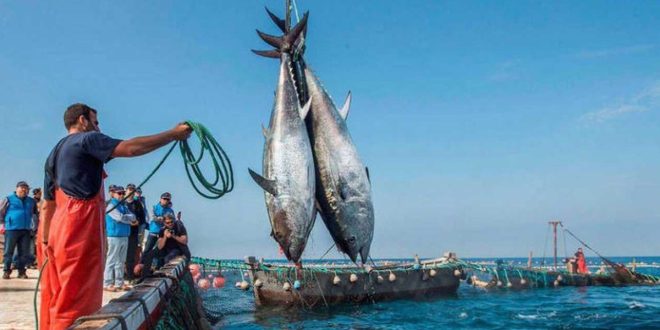 نشرة الصيد البحري المتوقعة على ساحل ليبيا اليوم الاثنين