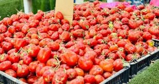 بتدفق المحصول الصيفي .. أسعار الطماطم تتراجع  في أسواق بنغازي