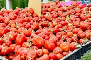 بتدفق المحصول الصيفي .. أسعار الطماطم تتراجع  في أسواق بنغازي