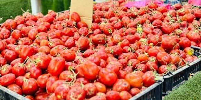 بتدفق المحصول الصيفي .. أسعار الطماطم تتراجع  في أسواق بنغازي