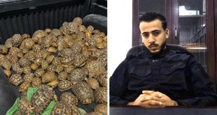 إحباط تهريب "190" سلحفاة برية في "بئر الأشهب"