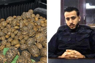 إحباط تهريب "190" سلحفاة برية في "بئر الأشهب"