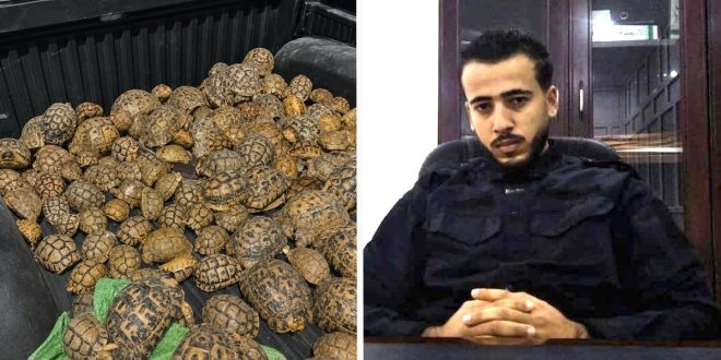 إحباط تهريب "190" سلحفاة برية في "بئر الأشهب"