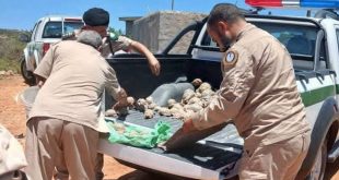 ​رجال أمن الشرطة الزراعية الليبية يتفقدون مجموعة كبيرة من السلاحف البرية المصادرة والموضوعة في الصندوق الخلفي لشاحنة دورية