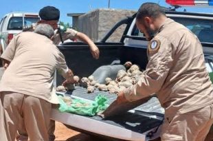 ​رجال أمن الشرطة الزراعية الليبية يتفقدون مجموعة كبيرة من السلاحف البرية المصادرة والموضوعة في الصندوق الخلفي لشاحنة دورية