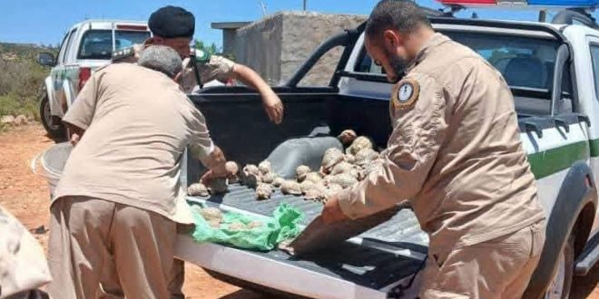 ​رجال أمن الشرطة الزراعية الليبية يتفقدون مجموعة كبيرة من السلاحف البرية المصادرة والموضوعة في الصندوق الخلفي لشاحنة دورية