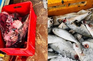 عمال بلاشهادات صحية في محال بيع الأسماك بجنزور