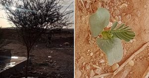 بدء إنبات شتلات أشجار الطلح