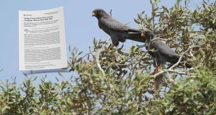 إنجاز علمي ليبي يوثق تعشيش “صقر الغروب” المهدد عالميًا ويدعو لخطة حماية وطنية عاجلة