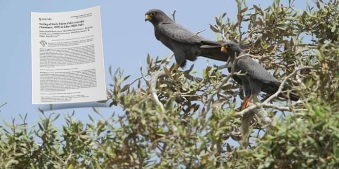 إنجاز علمي ليبي يوثق تعشيش “صقر الغروب” المهدد عالميًا ويدعو لخطة حماية وطنية عاجلة