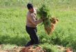 عامل زراعي يجمع محصول الجزر الطازج في أحد الحقول الزراعية، حاملاً حزمة كبيرة من الجزر بعد حصادها.