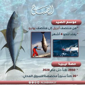 تصميم إنفوغرافيك من منصة الصباح الليبية يستعرض بيانات موسم صيد التونة. يتضمن التصميم شعار المنصة، ورسمًا توضيحيًا لسمكة تونة زرقاء الزعنفة كاملة، وصورتين صغيرتين لعمليات صيد التونة في البحر. يحتوي الإنفوغرافيك على نصين رئيسيين؛ الأول تحت عنوان "مومسم الصيد" يوضح أنه يمتد من منتصف أبريل إلى منتصف يوليو ولنحو 4 أشهر، والثاني تحت عنوان "حصة ليبيا" يبيّن أن الحصة تبلغ 2950 طنًا حتى عام 2028، مع تخصيص 20 طنًا سنويًا للسوق المحلي.