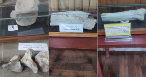 عظام متحجرة تحت الدراسة