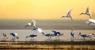 تراجع أكثر من نصف أنواع الطيور المهاجرة وانقراض 189 نوعا
