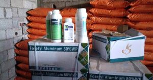 صناديق كرتونية بيضاء مكتوب عليها باللغة الإنجليزية "Fosetyl Aluminum 80%WP" وموضوع فوقها عبوات بلاستيكية بيضاء لمبيدات زراعية، وخلفها تتراكم صفوف مكدسة من الأكياس البرتقالية الكبيرة داخل مستودع جدرانه من الطوب الإسمنتي