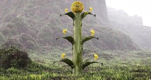 ثمار نبات السلفيوم على شكل قلوب مقلوبة كما ظهرت على عملات قورينا