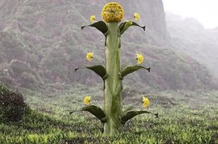 ثمار نبات السلفيوم على شكل قلوب مقلوبة كما ظهرت على عملات قورينا