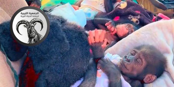 لقطة شاشة من داخل مركبة تُظهر عدة صغار من حيوان الشمبانزي مستلقين على أغطية ومقاعد، في مشهد يوثق عملية نقل يُشتبه بأنها مرتبطة بتهريب الحيوانات البرية