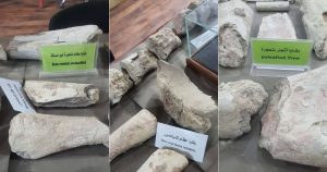 بقايا عظام متحجرة غير مصنفة