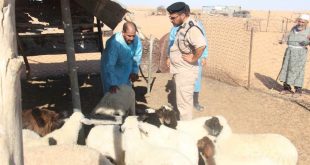 لقطة ميدانية تظهر ضابطاً من الشرطة الزراعية الليبية وطبيباً بيطرياً يرتدي ملابس وقائية زرقاء أثناء فحص مجموعة من الأغنام داخل حظيرة في منطقة صحراوية بريف بئر الغنم، وذلك لرصد مرض الحمى القلاعية.