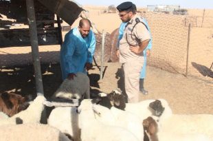 لقطة ميدانية تظهر ضابطاً من الشرطة الزراعية الليبية وطبيباً بيطرياً يرتدي ملابس وقائية زرقاء أثناء فحص مجموعة من الأغنام داخل حظيرة في منطقة صحراوية بريف بئر الغنم، وذلك لرصد مرض الحمى القلاعية.