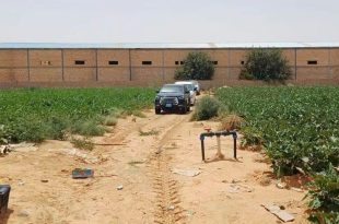 صورة نهارية توثق جولة تفتيشية لجهاز الشرطة الزراعية في الزاوية داخل مزرعة خضراء، حيث تتوقف سيارة الدورية على طريق ترابي أمام منشآت زراعية، في إطار ضبط أسطوانات غاز بروميد الميثيل المحظورة