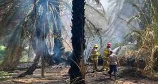 رجال إطفاء يرتدون خوذات وبدلات حماية يعملون على إخماد حريق بين أشجار النخيل المتفحمة في مزارع زلة.