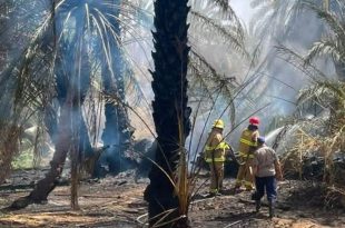 رجال إطفاء يرتدون خوذات وبدلات حماية يعملون على إخماد حريق بين أشجار النخيل المتفحمة في مزارع زلة.